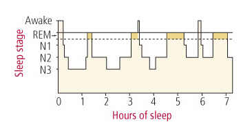 sleep cycles sleep cycles
